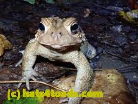 /home//u458753944/public_html/sourcegallery/////////////////////////////////////////McKaig Nature Center/2020-10-11/PA110725.JPG